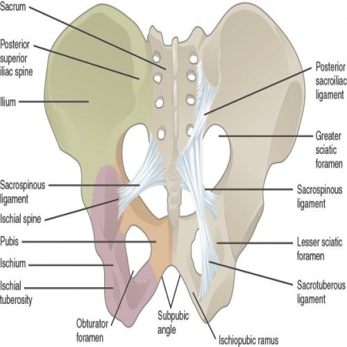 Pelvic Fracture Surgery